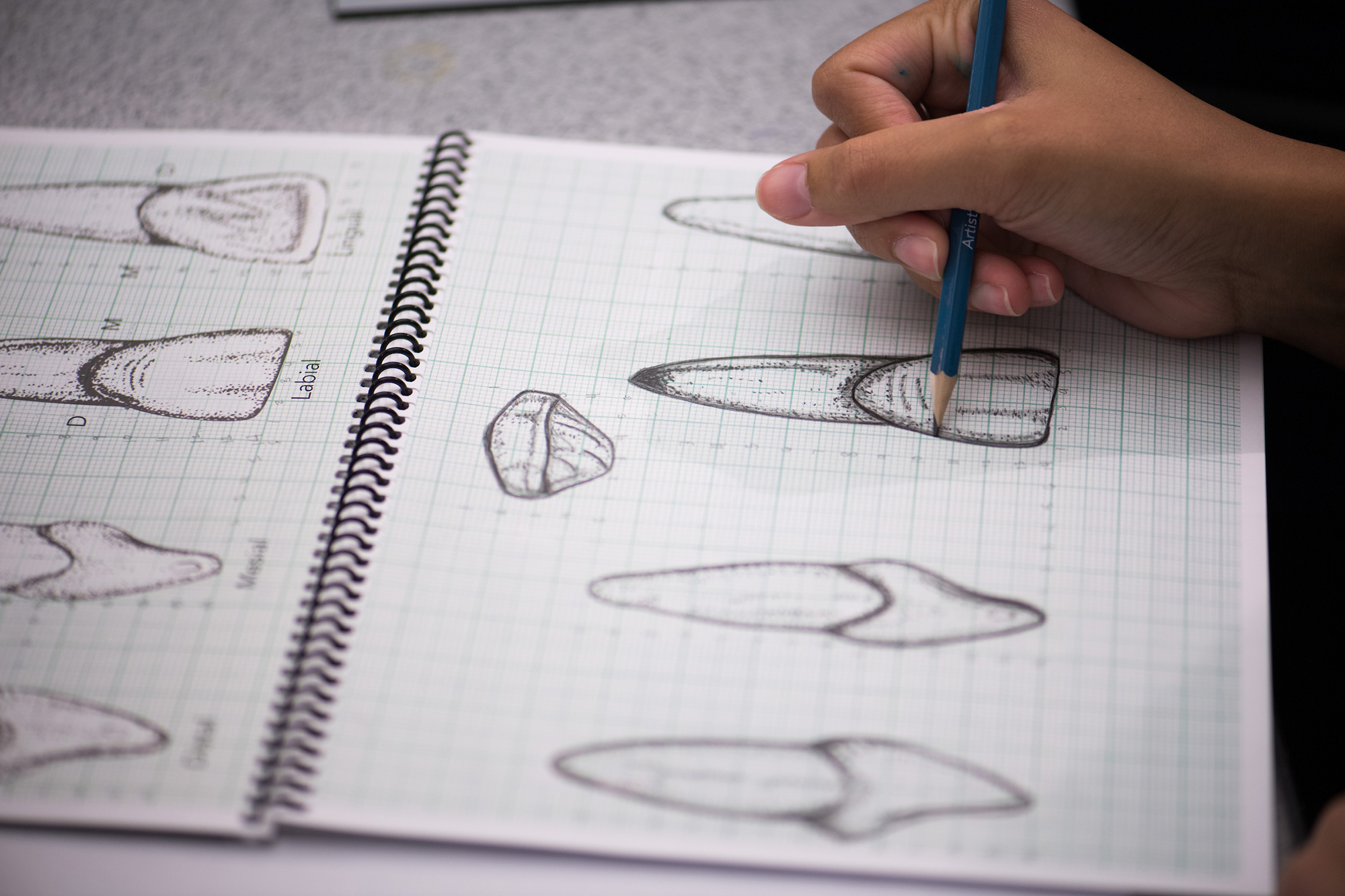 A dental student sketches teeth.