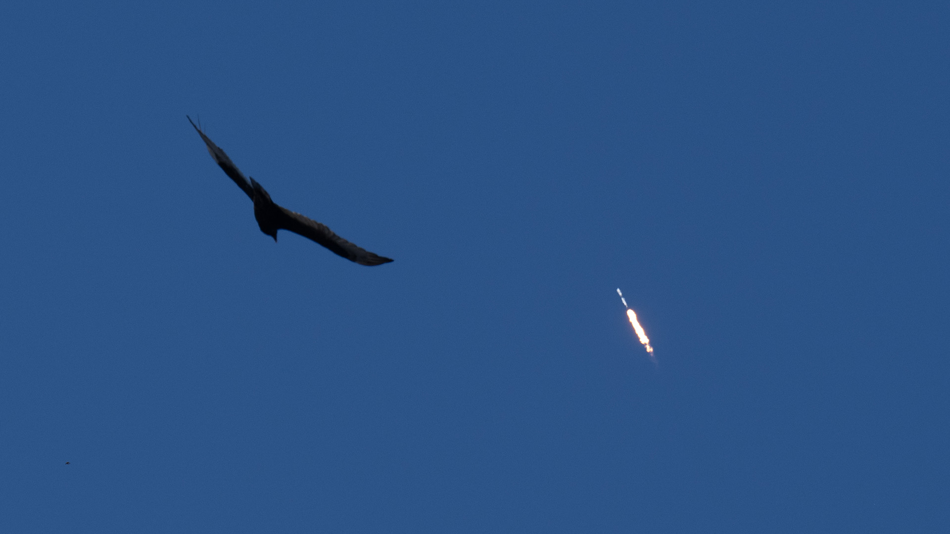 a Falcon 9 rocket ascends while a bird flies in the foreground
