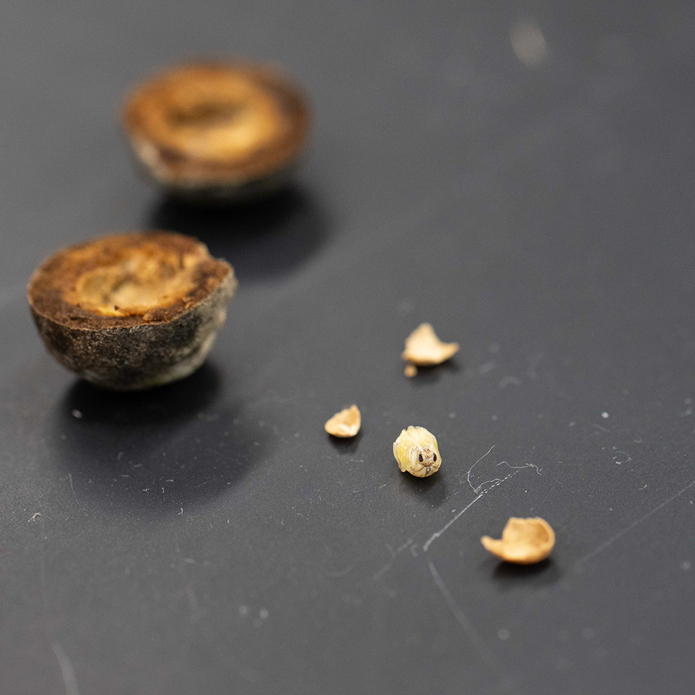 a pupal wasp sitting near a gall that once housed it