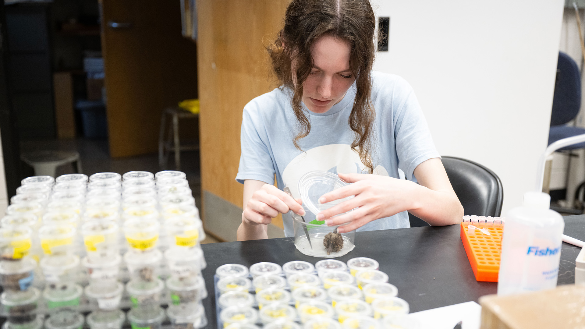 a student working with galls as part of research into parasitic wasps
