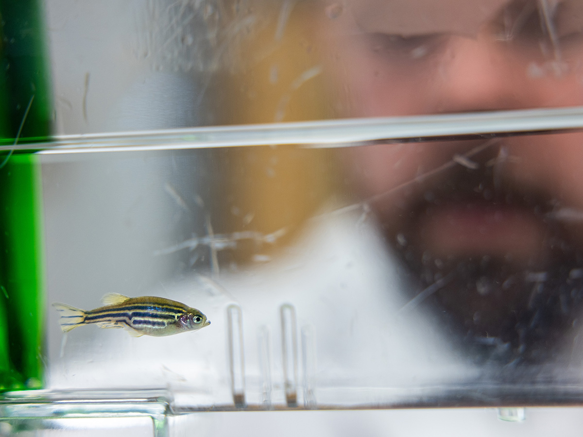 a researcher looks through a transparent container at a zebrafish