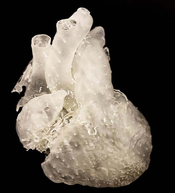 3-d model of a heart