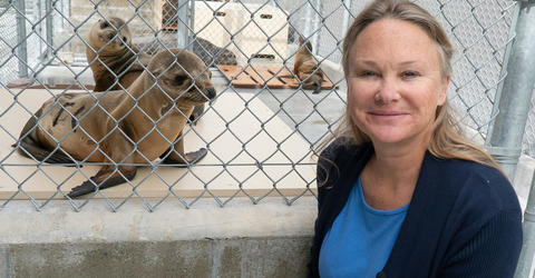 university of iowa alumna lauren palmer rehabilitates seals as part of her work with marine mammals
