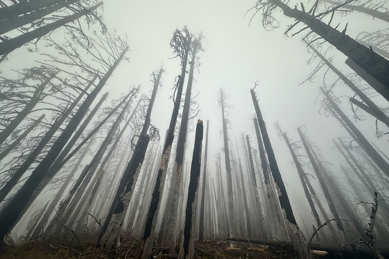 an upward look at tall, skinny tree trunks along the Pacific Crest Trail