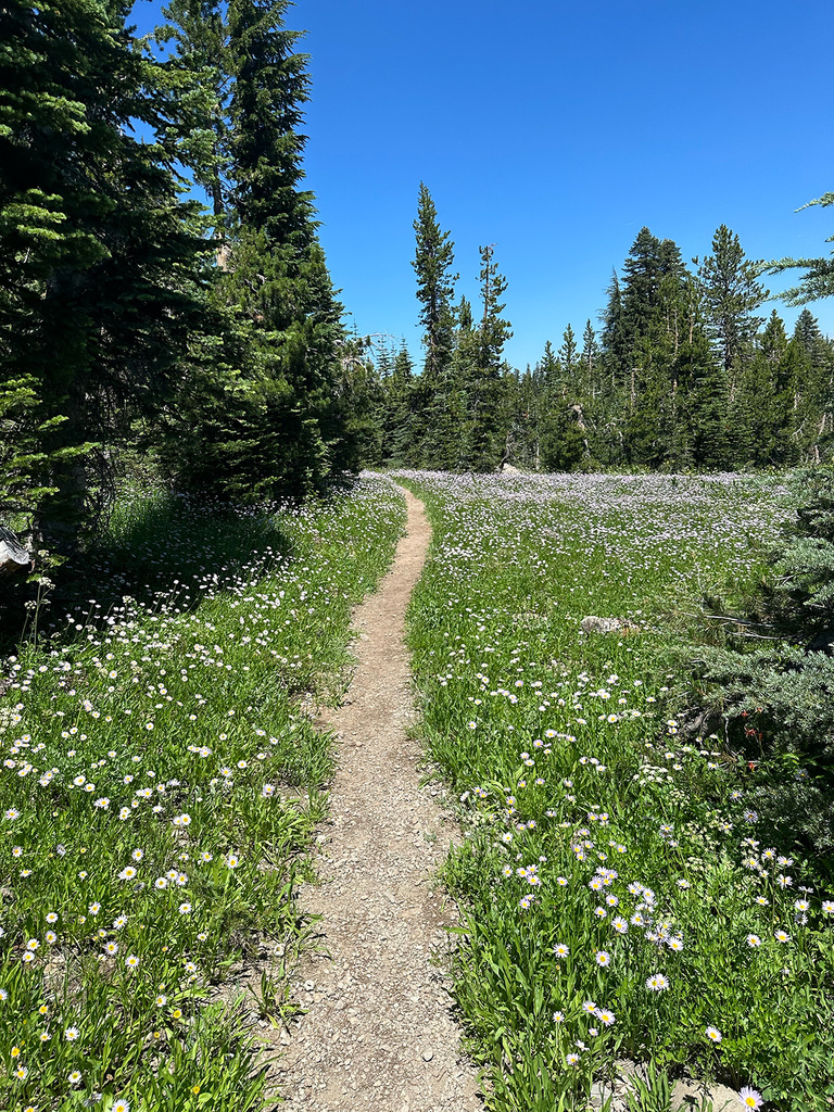a grassy path and evergreen trees along the Pacific Crest Trail