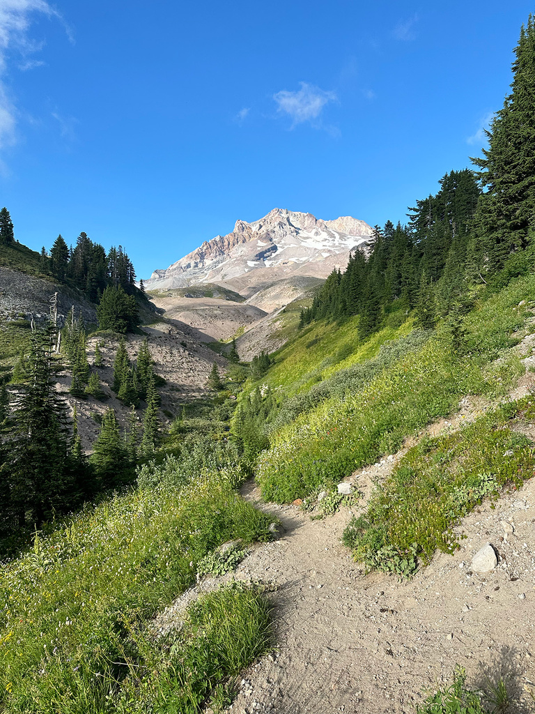 a lush path with a mountain off in the distance along the Pacific Crest Trail