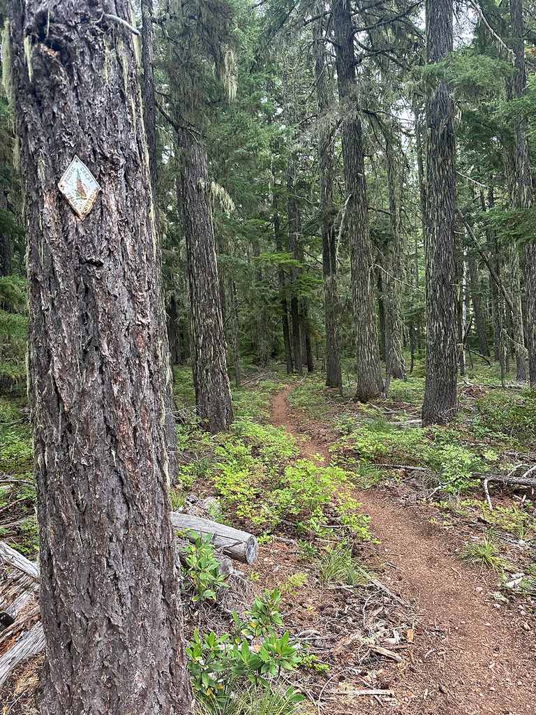 a tree-lined stretch of the Pacific Crest Trail