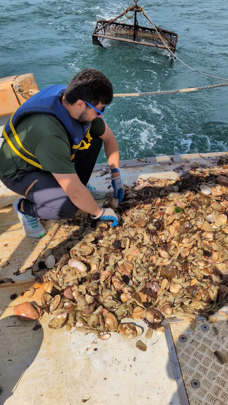 A man digginf through a pile of shells