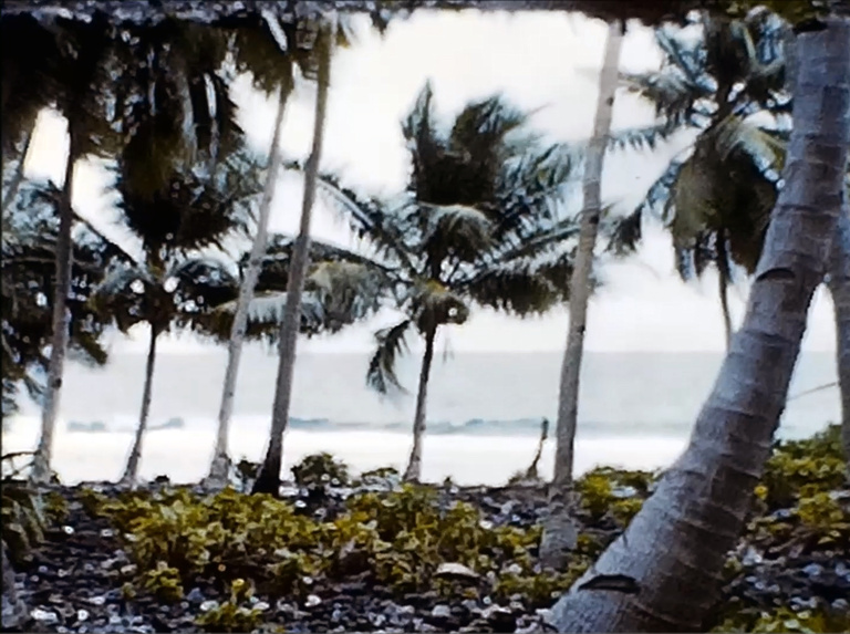 A photo of swaying palm trees