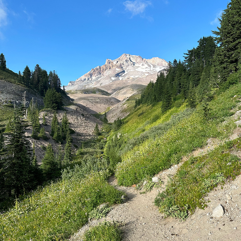 a lush path with a mountain off in the distance along the Pacific Crest Trail