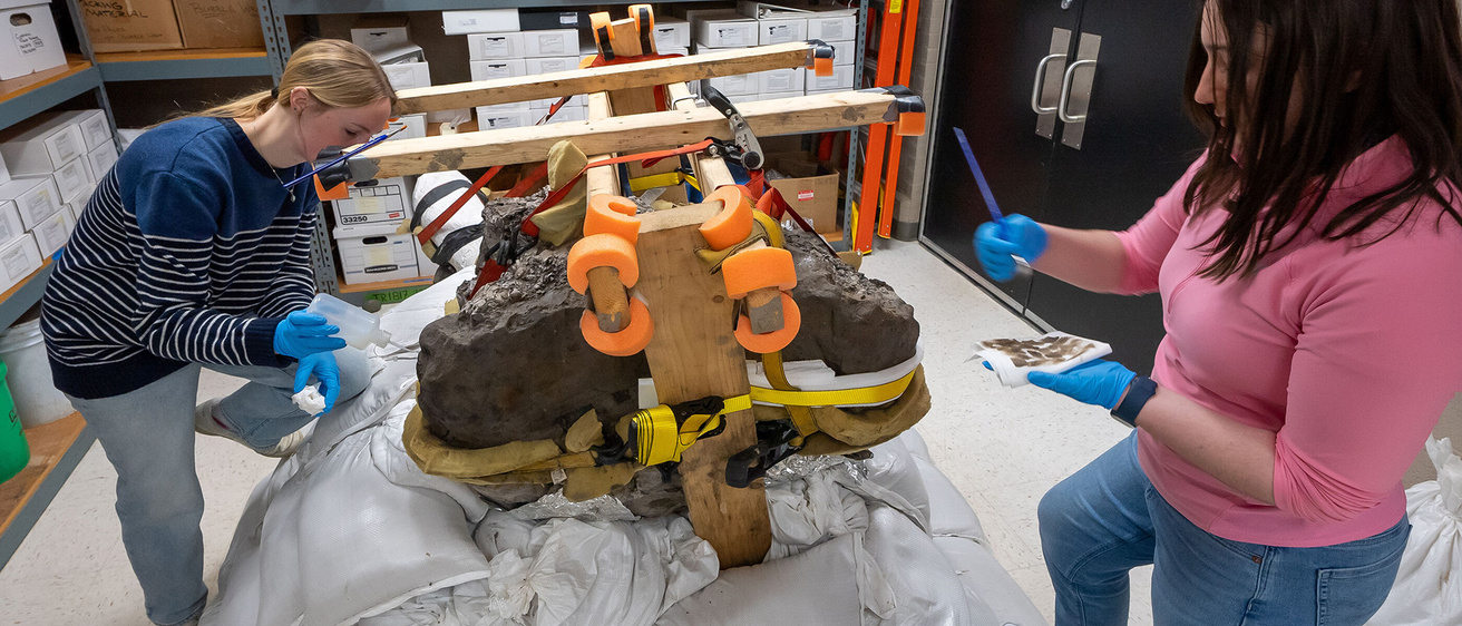 two University of Iowa undergraduate students are helping to carefully clean and preserve the skull and other bones of a mastodon
