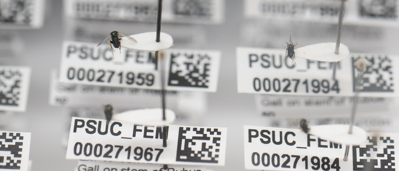 parasitic wasps on pins