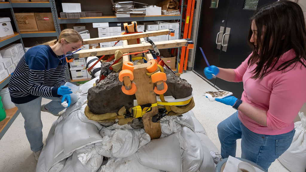 two University of Iowa undergraduate students are helping to carefully clean and preserve the skull and other bones of a mastodon