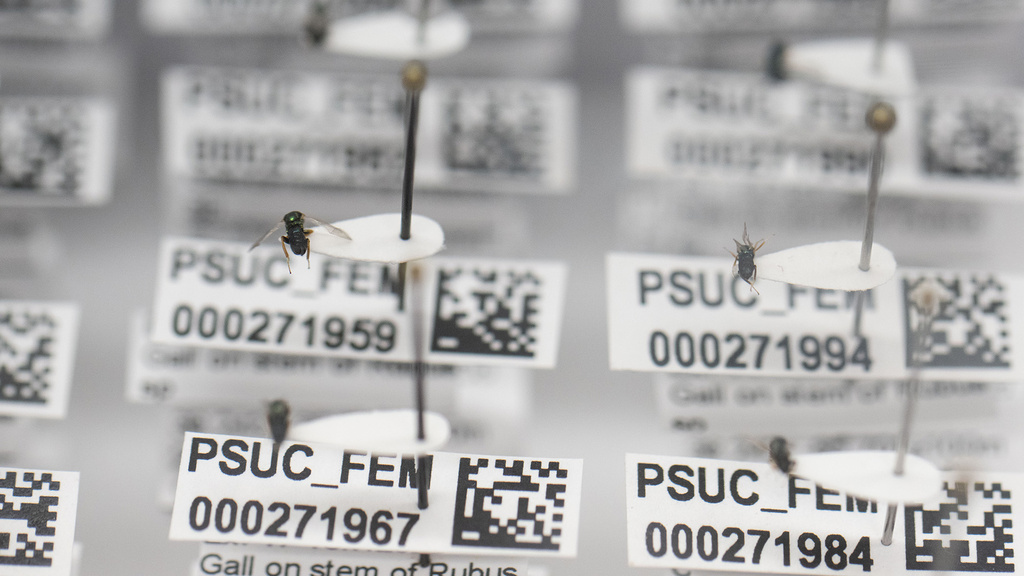 parasitic wasps on pins