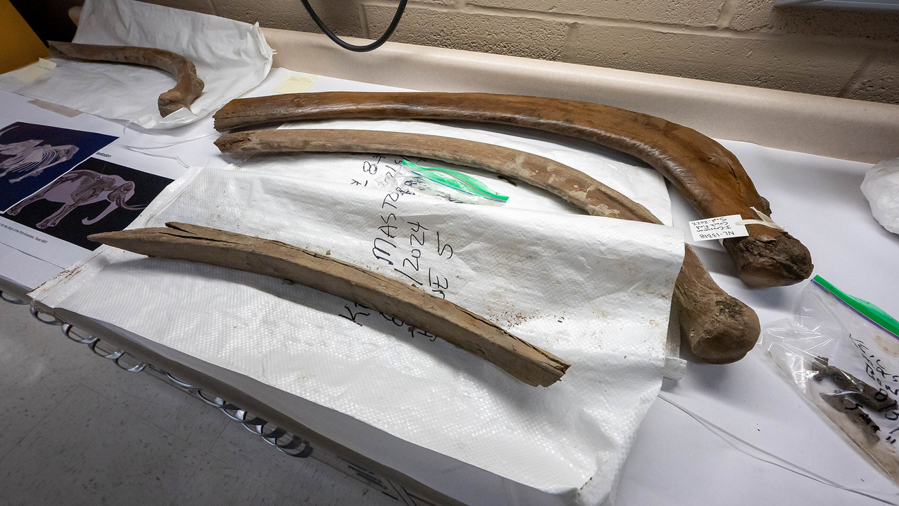 mastodon bones