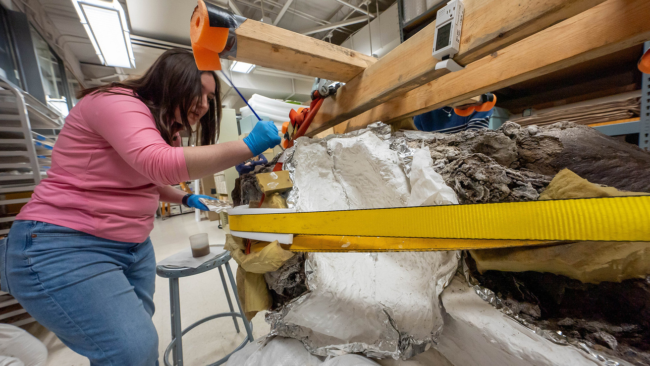 UI student Mary Haag helping to carefully clean and preserve the skull and other bones of a mastodon