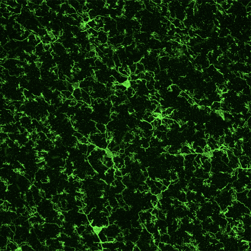 Close up of microglia